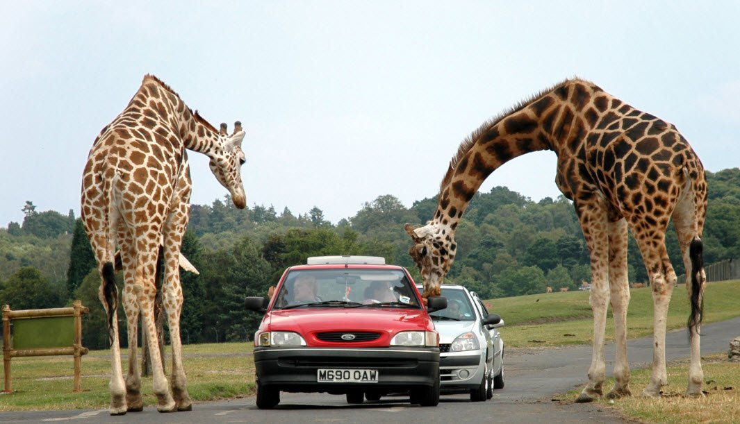 West Midlands Safari Park, United Kingdom